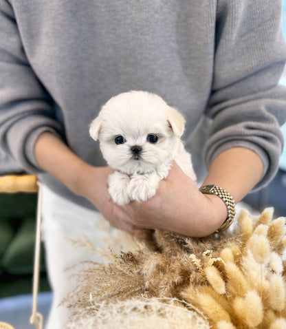 Maltese - Bada(Male) - Beautiful puppy teacup puppy with adorable features available for adoption from Velydog