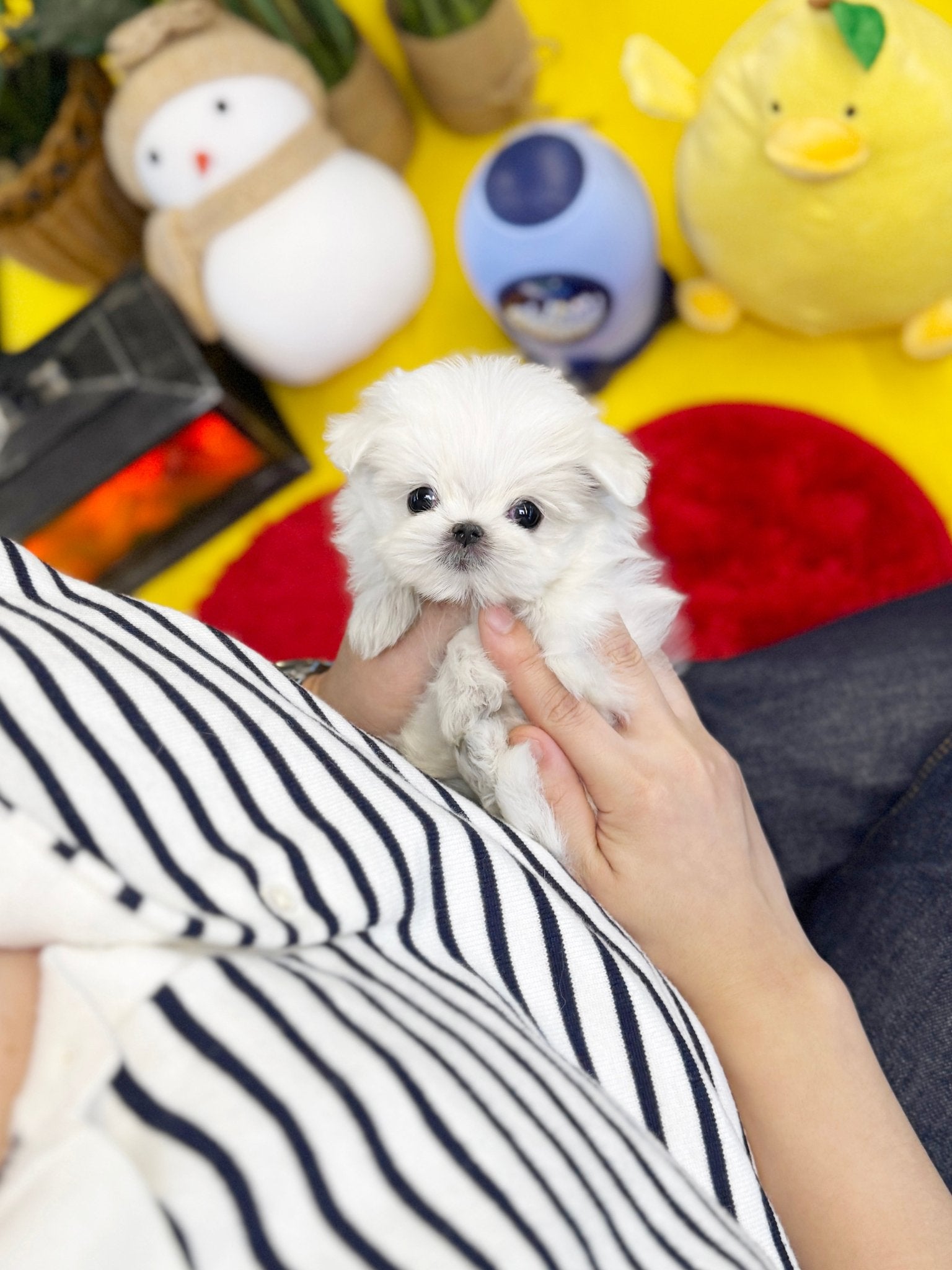 Maltese - Barbie(Female) - Beautiful puppy teacup puppy with adorable features available for adoption from Velydog
