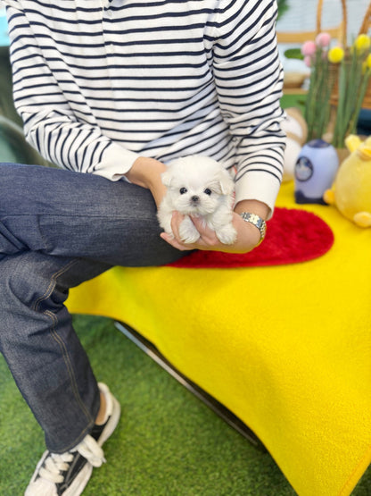 Maltese - Barbie(Female) - Beautiful puppy teacup puppy with adorable features available for adoption from Velydog