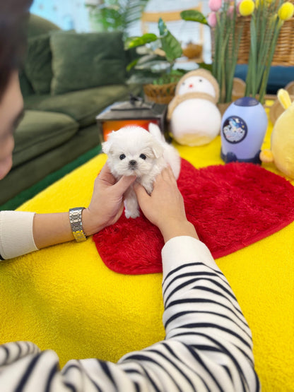 Maltese - Barbie(Female) - Beautiful puppy teacup puppy with adorable features available for adoption from Velydog