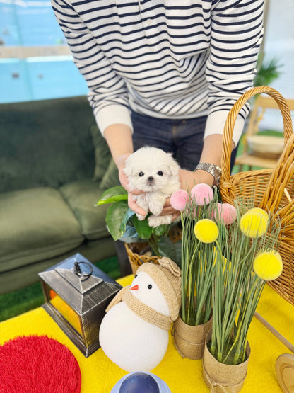 Maltese - Barbie(Female) - Beautiful puppy teacup puppy with adorable features available for adoption from Velydog