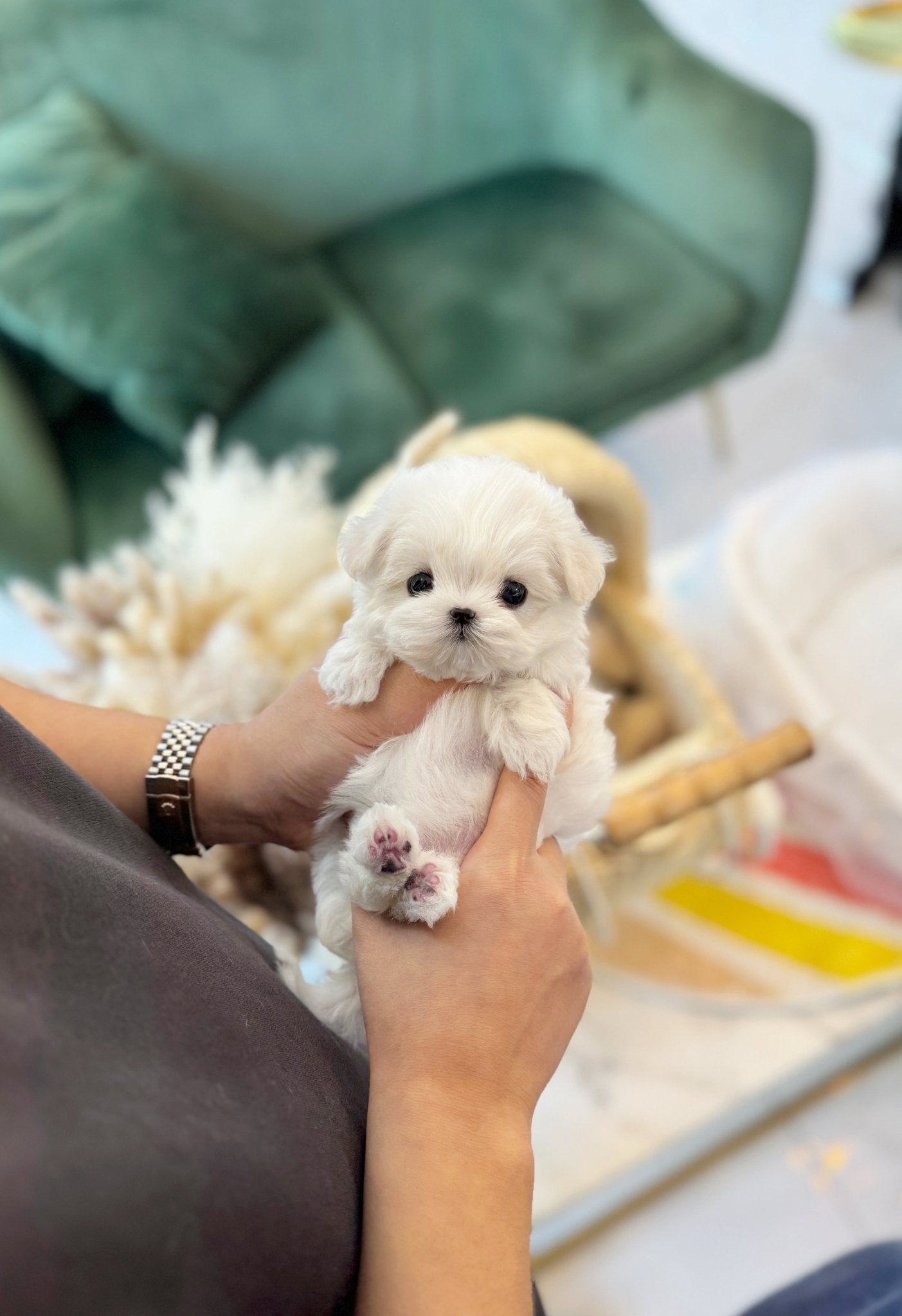 Maltese - Berry(Female) - Beautiful puppy teacup puppy with adorable features available for adoption from Velydog