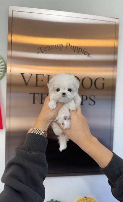 Maltese - Berry(Female) - Beautiful puppy teacup puppy with adorable features available for adoption from Velydog