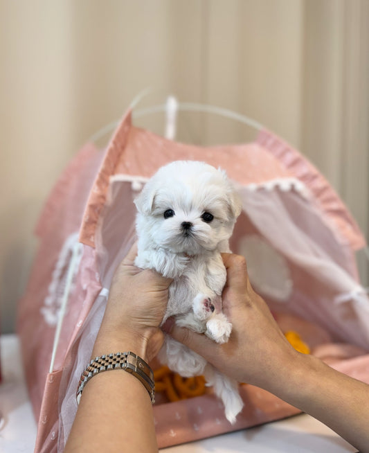 Maltese - Berry(Female) - Beautiful puppy teacup puppy with adorable features available for adoption from Velydog