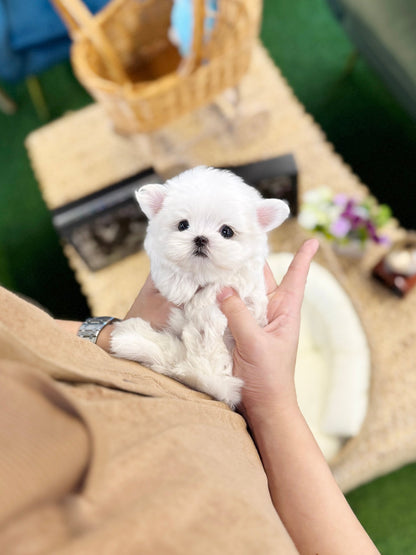 Maltese - Bio(Male) - Beautiful puppy teacup puppy with adorable features available for adoption from Velydog