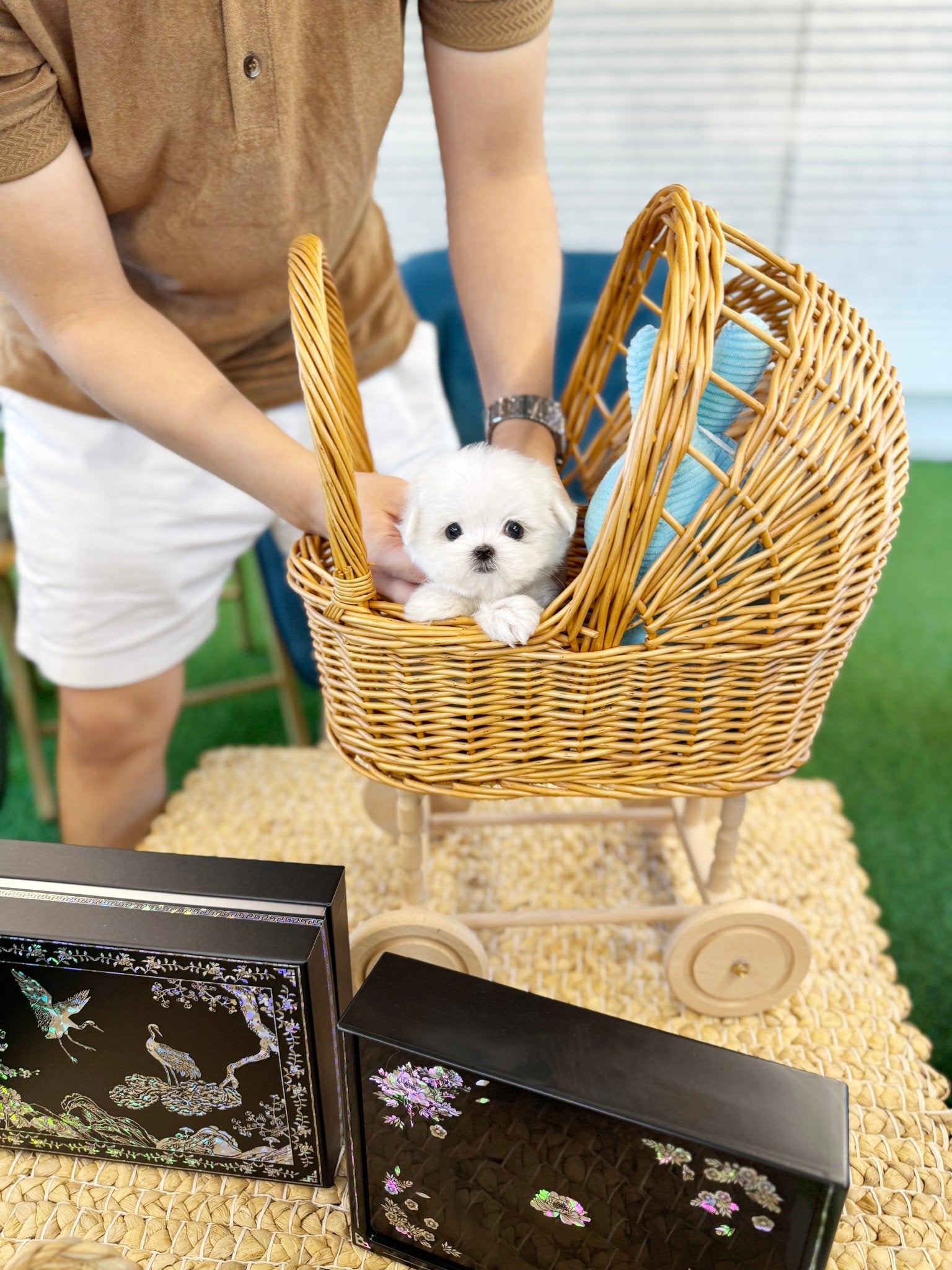 Maltese - Bio(Male) - Beautiful puppy teacup puppy with adorable features available for adoption from Velydog