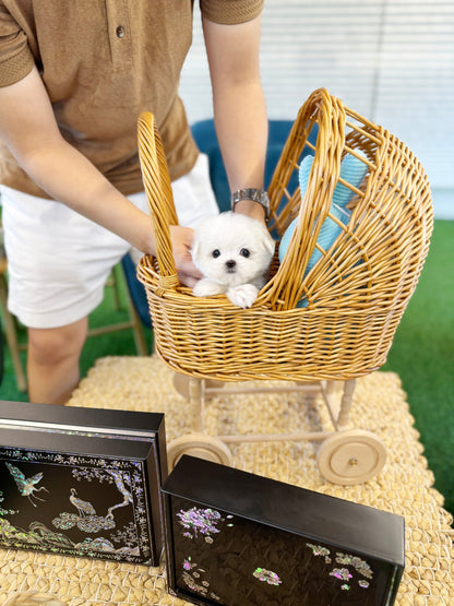 Maltese - Bio(Male) - Beautiful puppy teacup puppy with adorable features available for adoption from Velydog