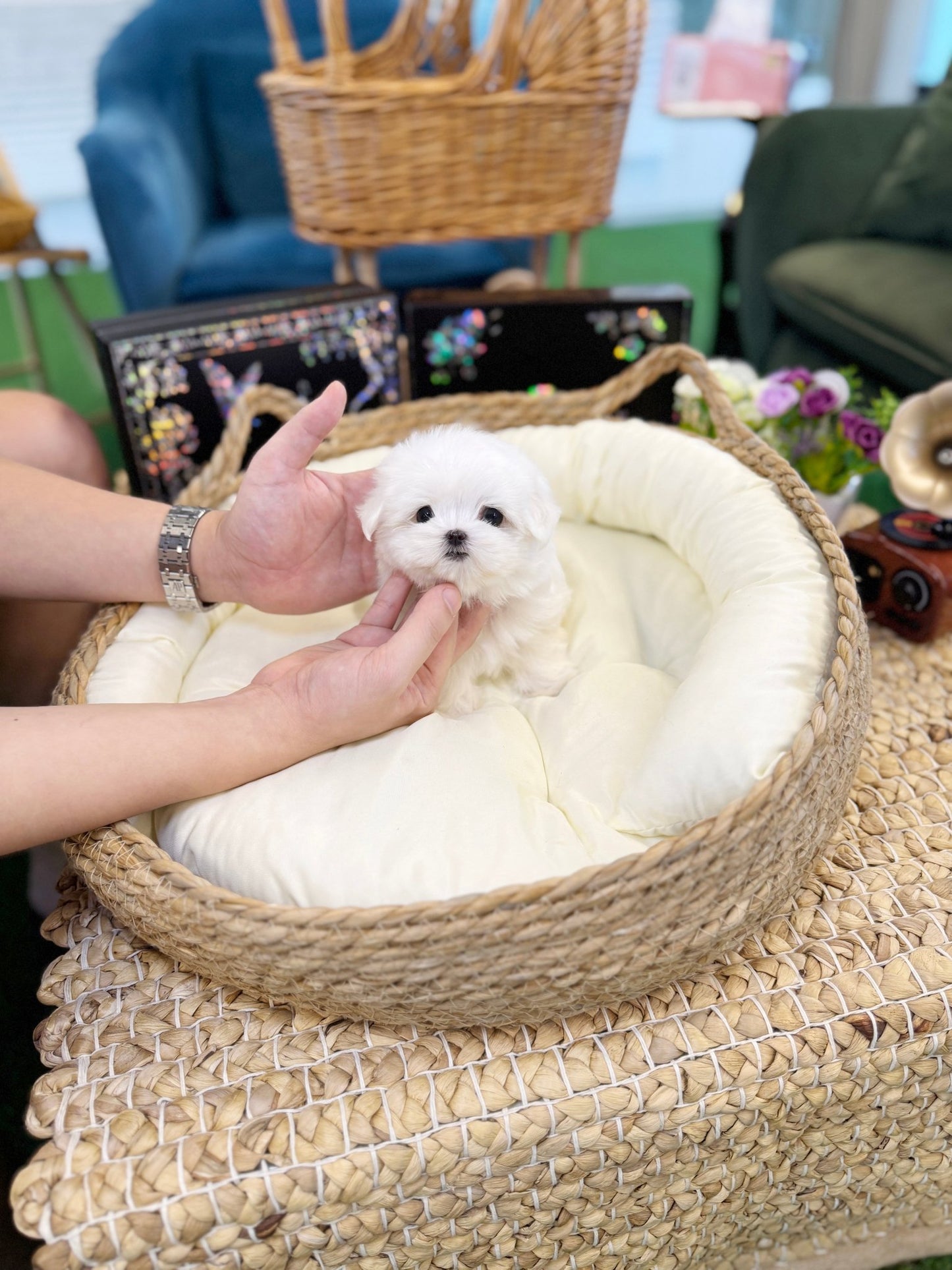 Maltese - Bio(Male) - Beautiful puppy teacup puppy with adorable features available for adoption from Velydog