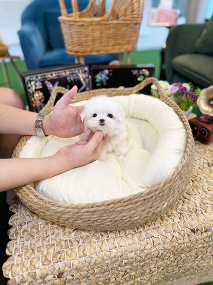 Maltese - Bio(Male) - Beautiful puppy teacup puppy with adorable features available for adoption from Velydog