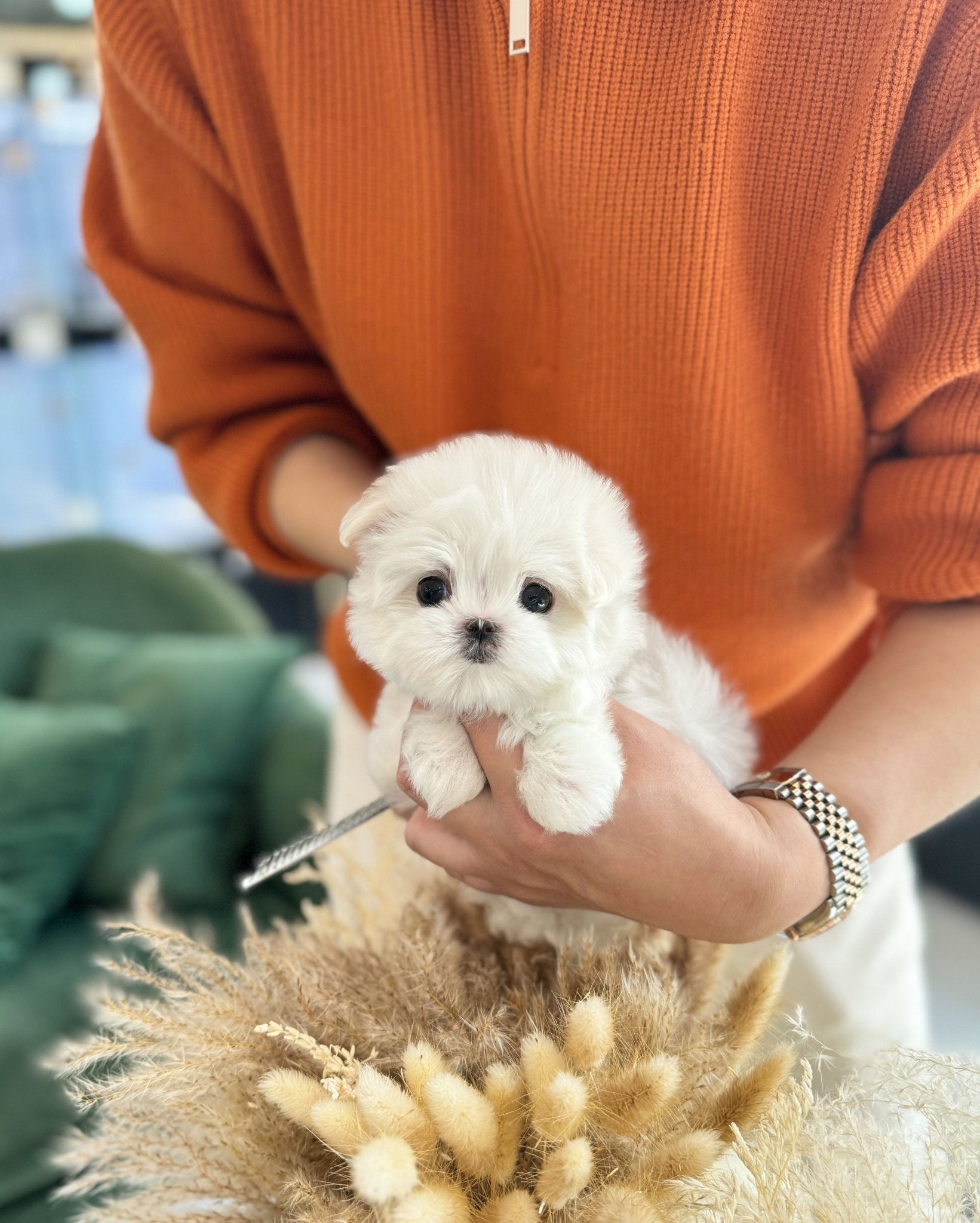 Maltese - Boni(Female) - Beautiful puppy teacup puppy with adorable features available for adoption from Velydog