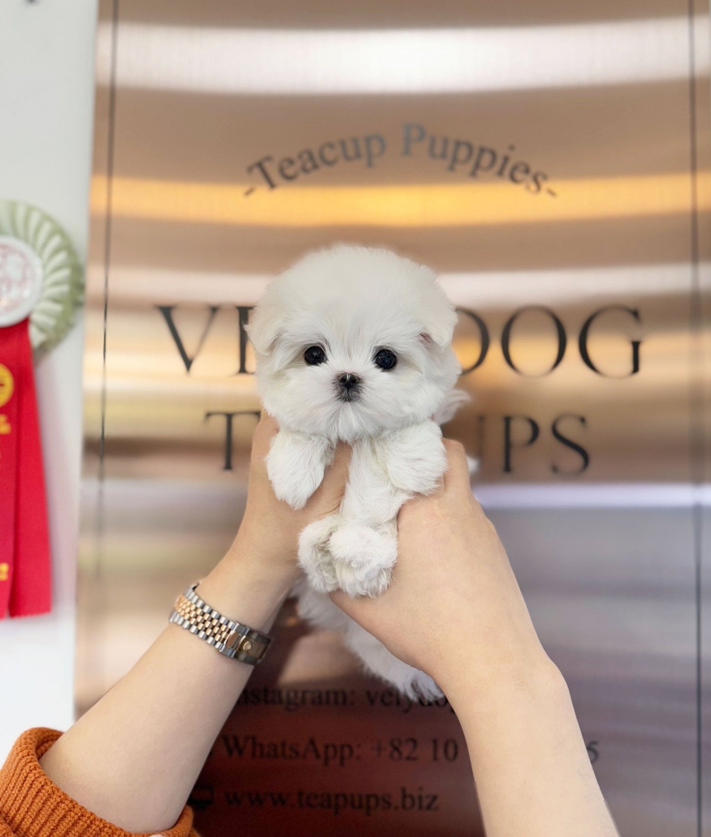 Maltese - Boni(Female) - Beautiful puppy teacup puppy with adorable features available for adoption from Velydog