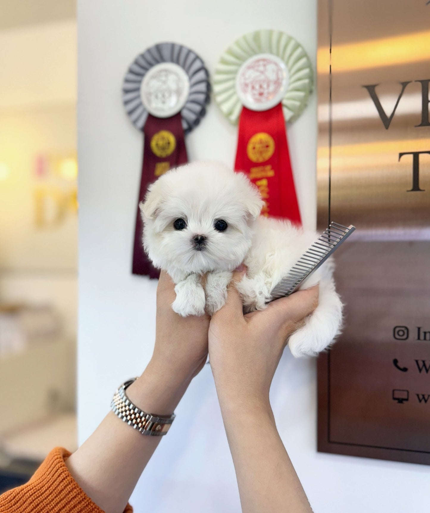 Maltese - Boni(Female) - Beautiful puppy teacup puppy with adorable features available for adoption from Velydog