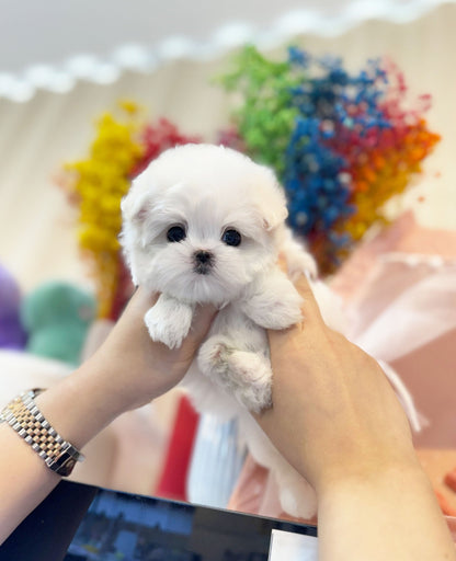 Maltese - Boni(Female) - Beautiful puppy teacup puppy with adorable features available for adoption from Velydog