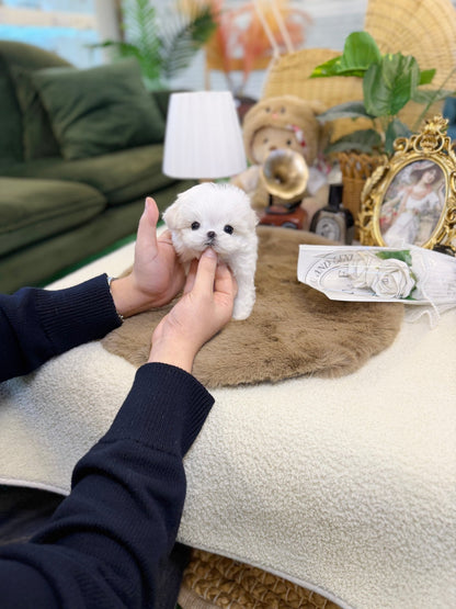 Maltese - Cemmy(Female) - Beautiful puppy teacup puppy with adorable features available for adoption from Velydog