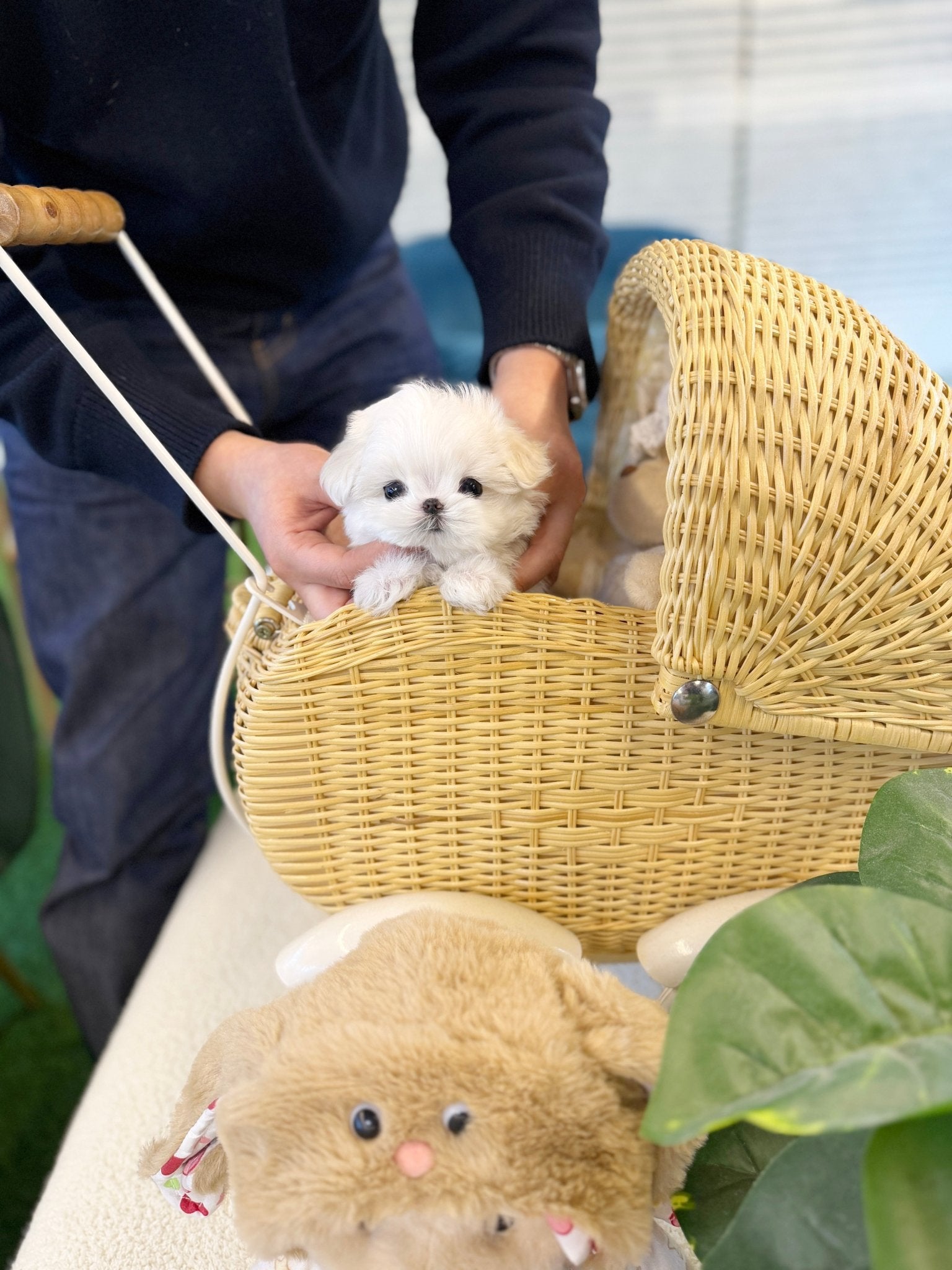 Maltese - Cemmy(Female) - Beautiful puppy teacup puppy with adorable features available for adoption from Velydog