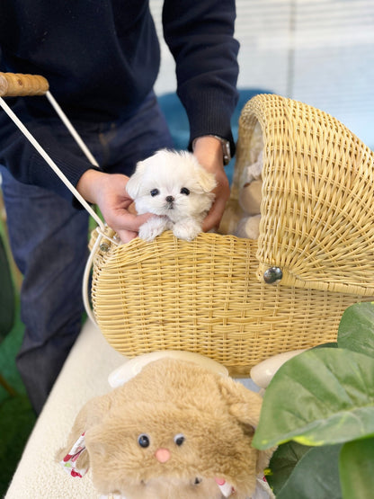 Maltese - Cemmy(Female) - Beautiful puppy teacup puppy with adorable features available for adoption from Velydog
