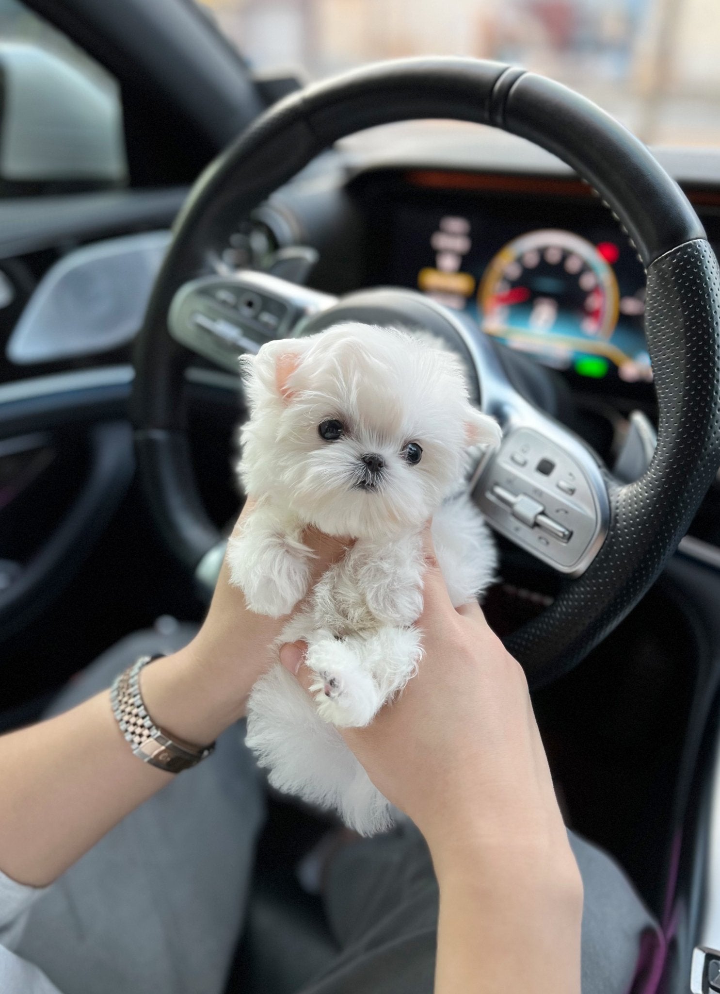 Maltese - Charlie(Male) - Beautiful puppy teacup puppy with adorable features available for adoption from Velydog