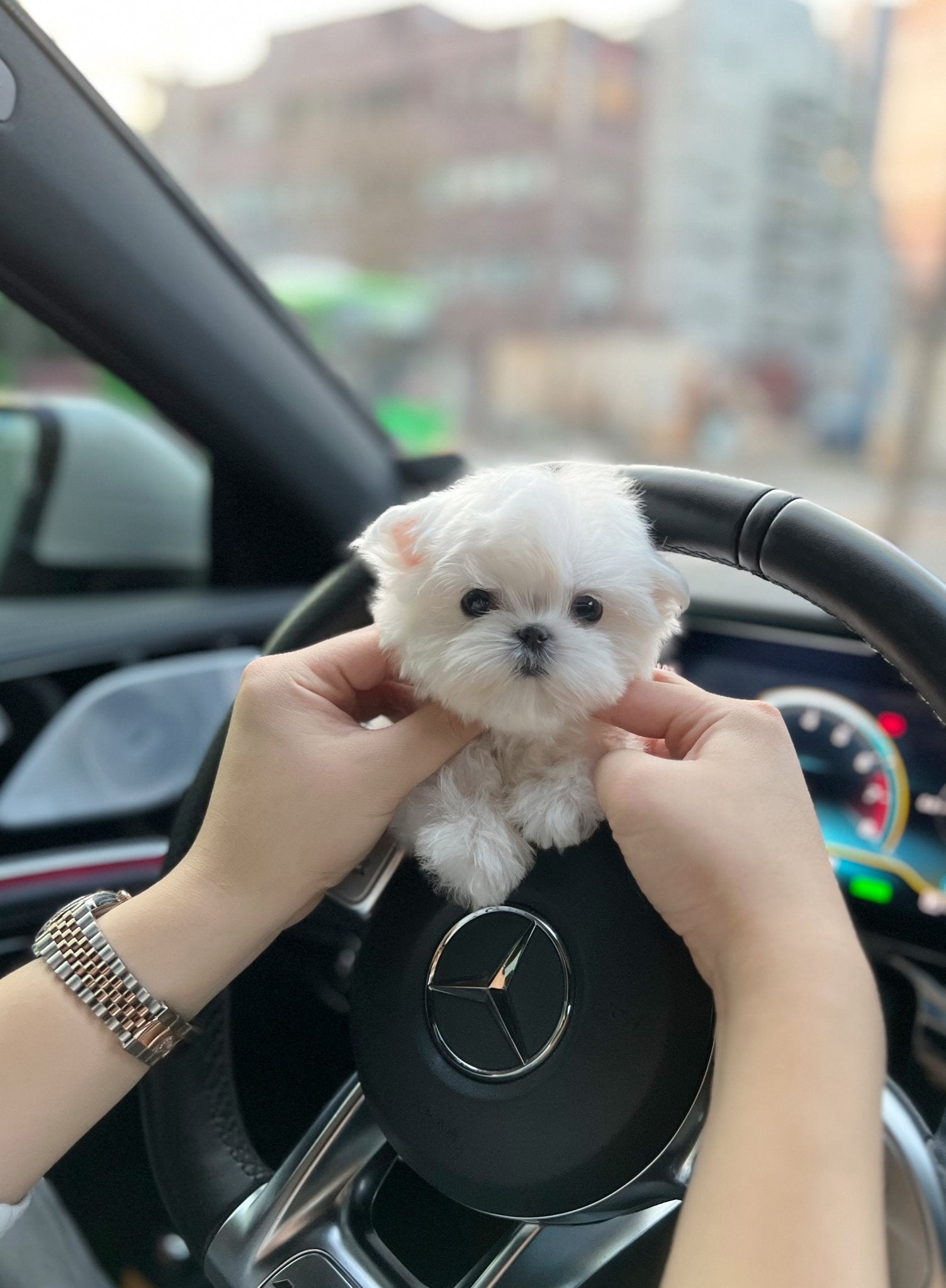 Maltese - Charlie(Male) - Beautiful puppy teacup puppy with adorable features available for adoption from Velydog