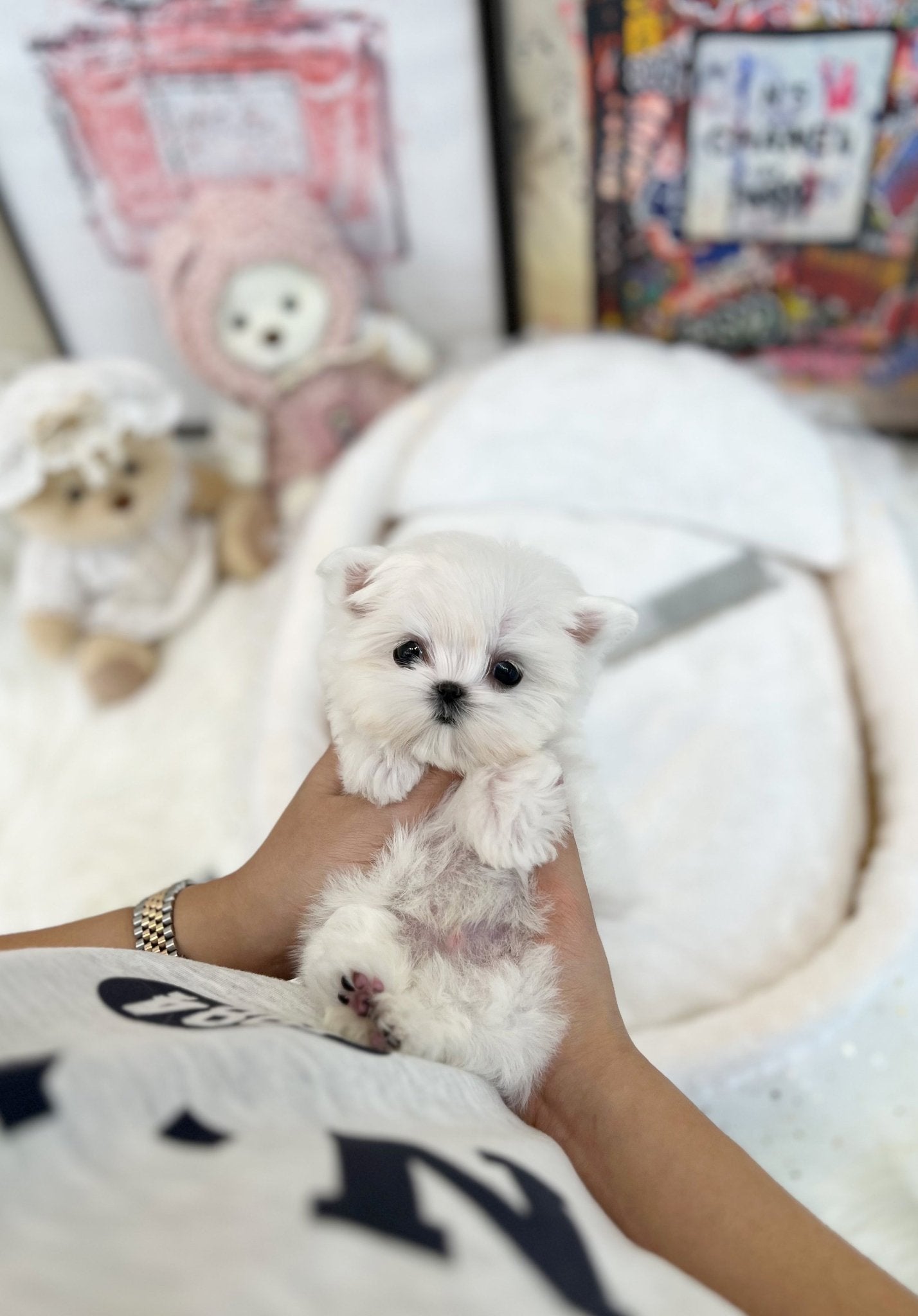 Maltese - Charlie(Male) - Beautiful puppy teacup puppy with adorable features available for adoption from Velydog