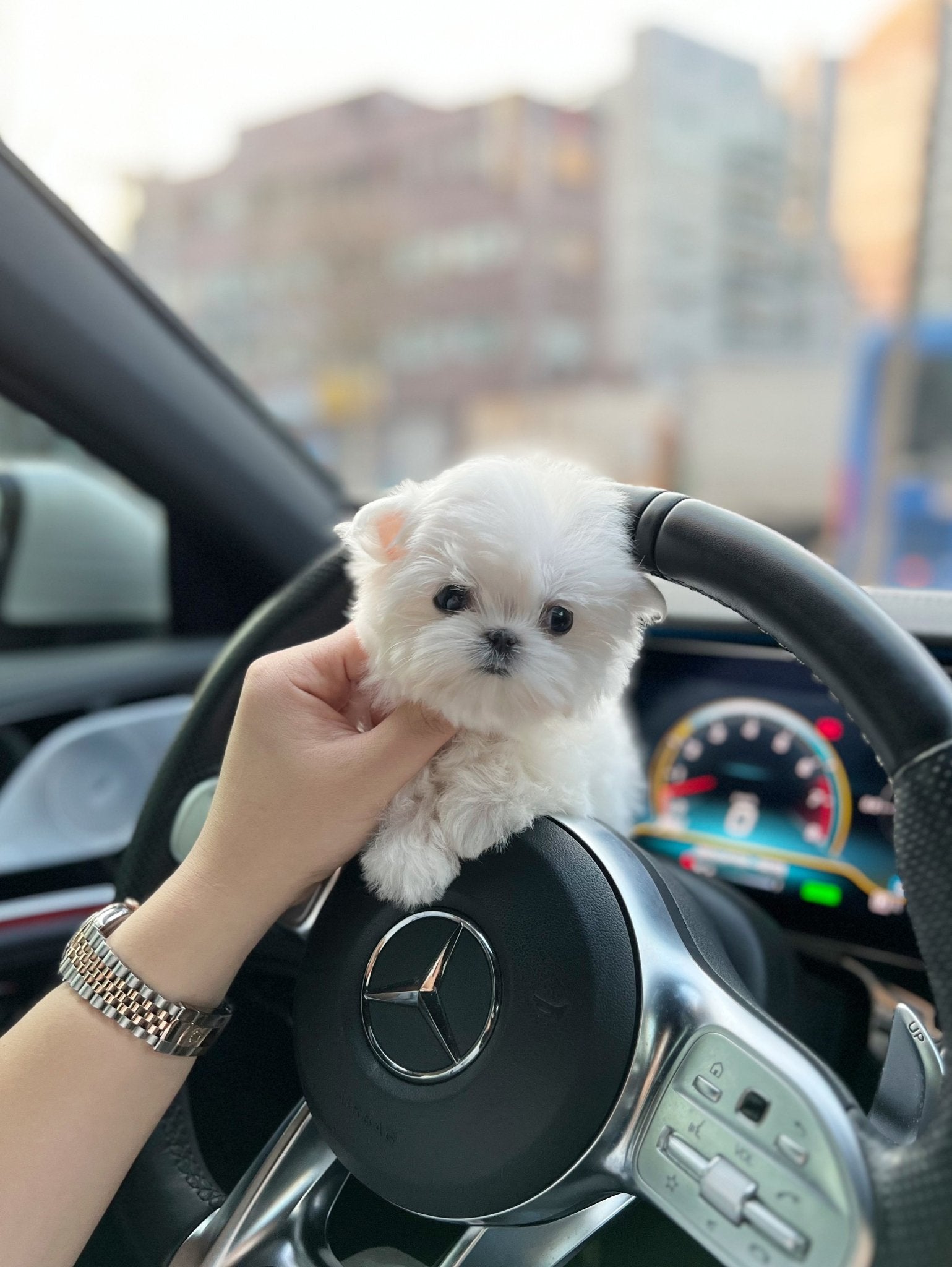 Maltese - Charlie(Male) - Beautiful puppy teacup puppy with adorable features available for adoption from Velydog