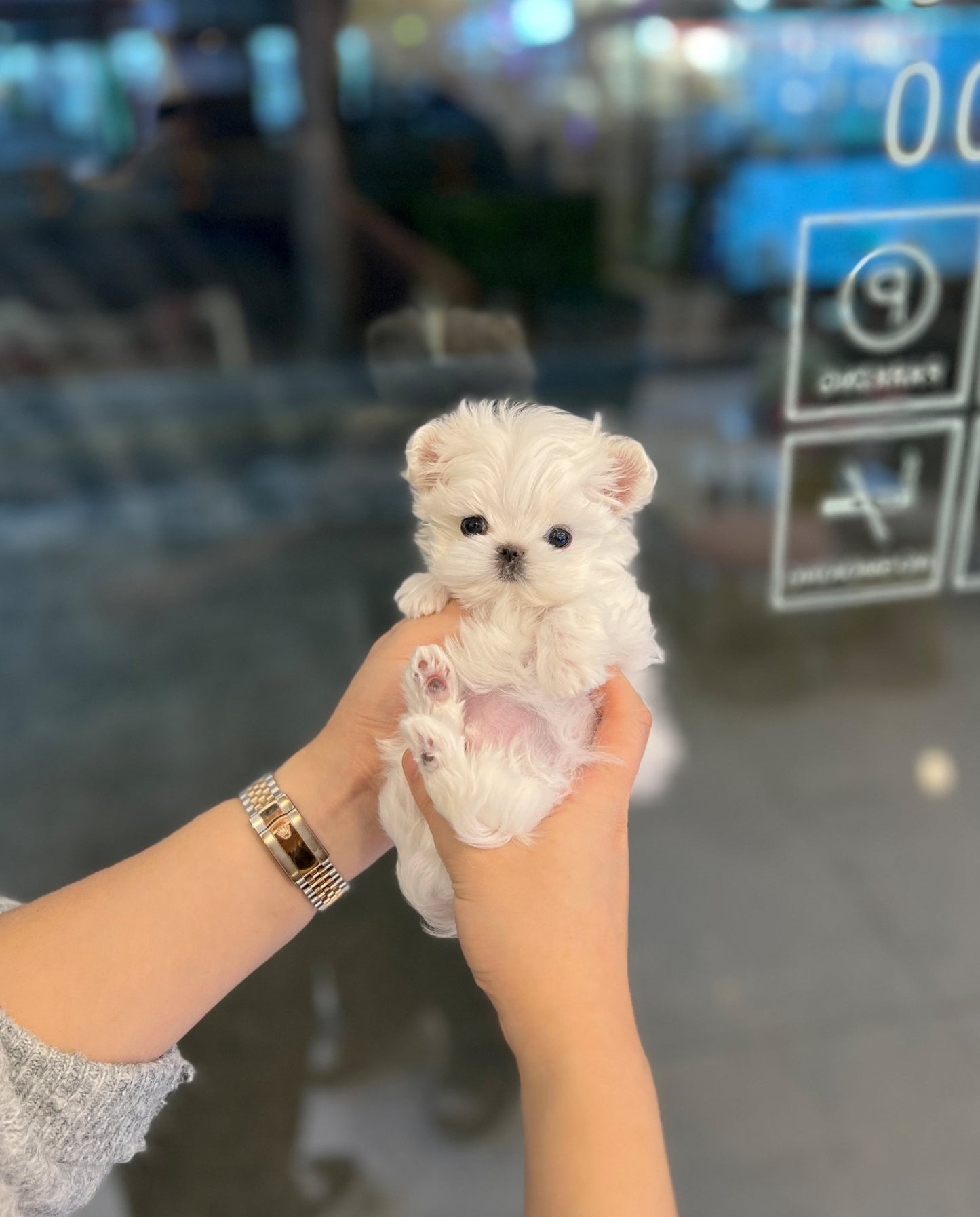 Maltese - Chin - Beautiful puppy teacup puppy with adorable features available for adoption from Velydog