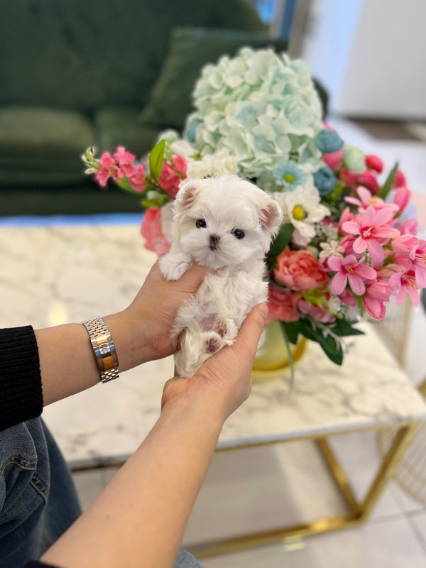 Maltese - Chin - Beautiful puppy teacup puppy with adorable features available for adoption from Velydog