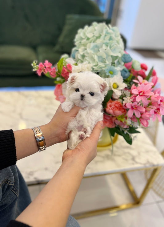 Maltese - Chin - Beautiful puppy teacup puppy with adorable features available for adoption from Velydog