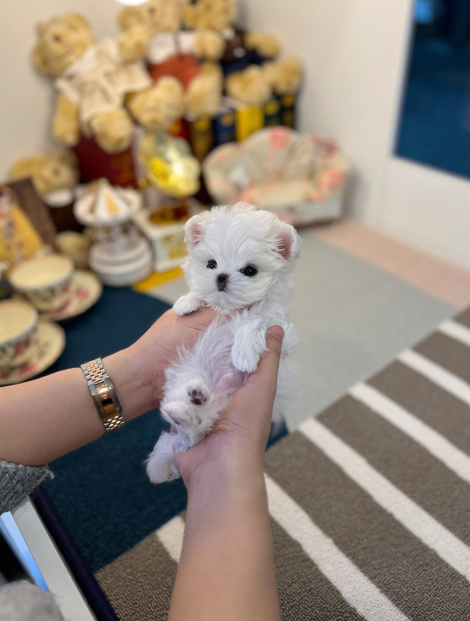 Maltese - Chin - Beautiful puppy teacup puppy with adorable features available for adoption from Velydog