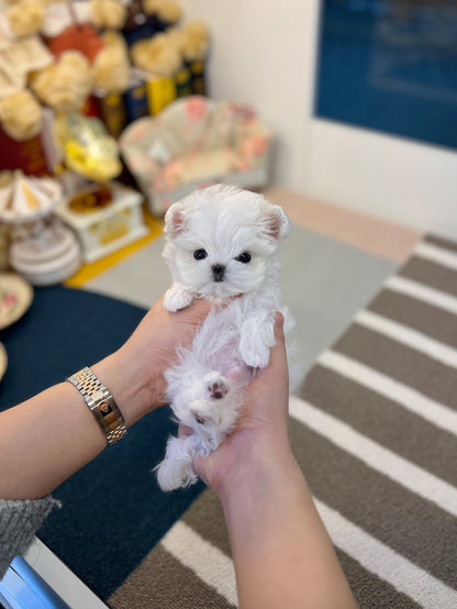 Maltese - Chin - Beautiful puppy teacup puppy with adorable features available for adoption from Velydog