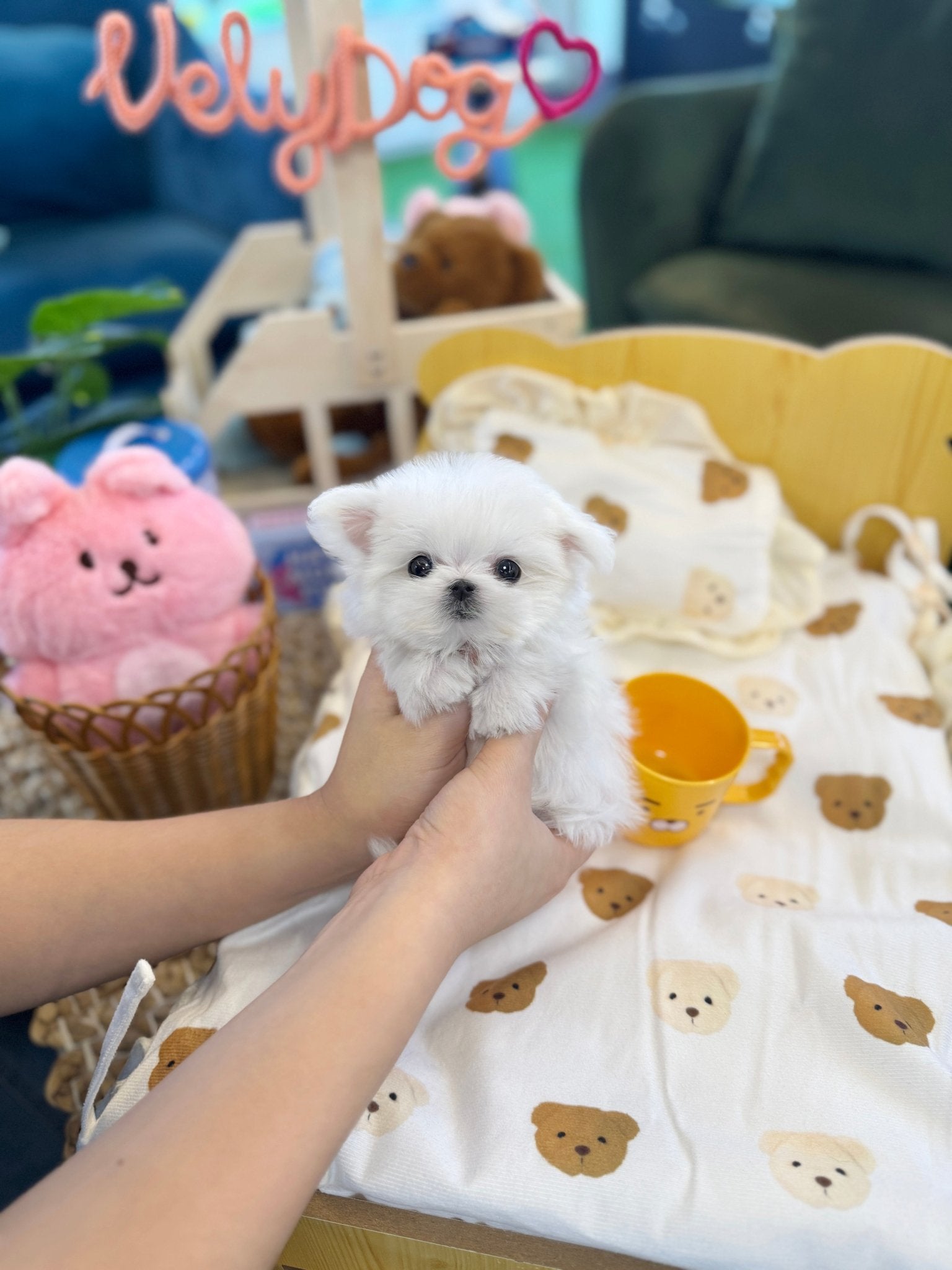 Maltese - Coca(Female) - Beautiful puppy teacup puppy with adorable features available for adoption from Velydog