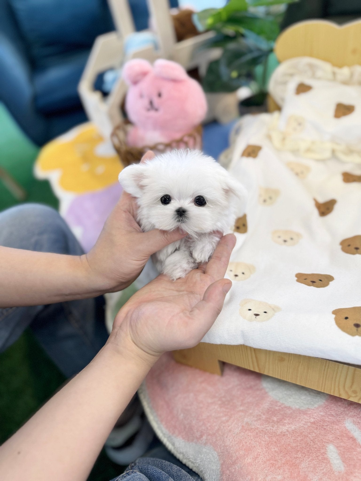 Maltese - Coca(Female) - Beautiful puppy teacup puppy with adorable features available for adoption from Velydog