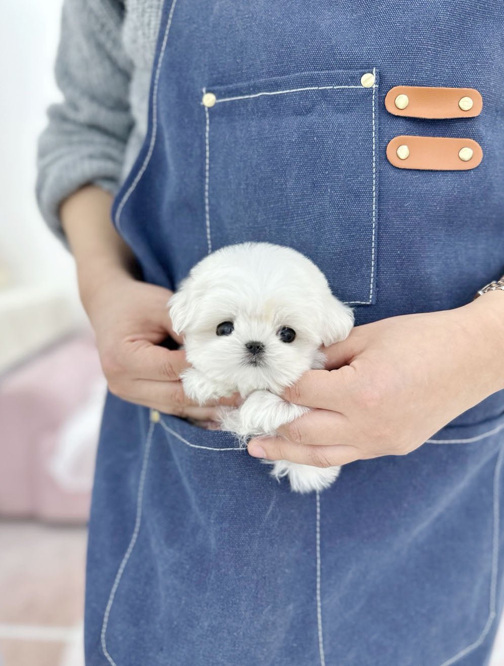 Maltese - Cody(Male) - Beautiful puppy teacup puppy with adorable features available for adoption from Velydog