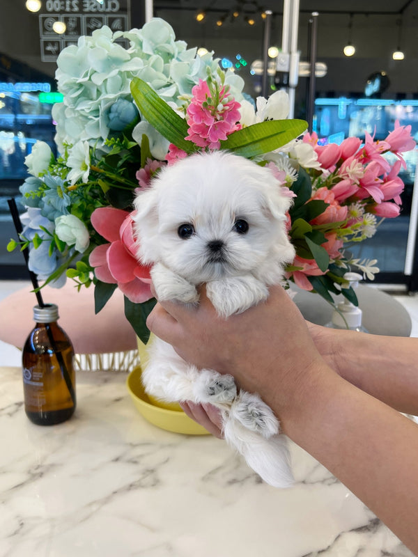 Maltese - Coucou - Beautiful puppy teacup puppy with adorable features available for adoption from Velydog