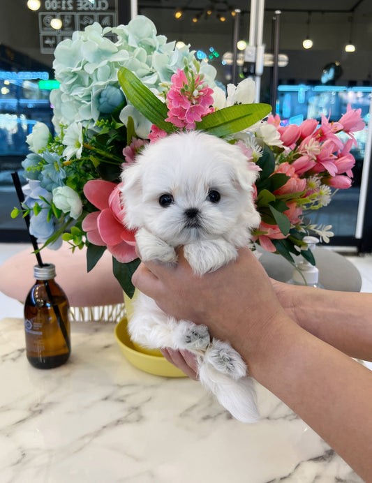 Maltese - Coucou - Beautiful puppy teacup puppy with adorable features available for adoption from Velydog