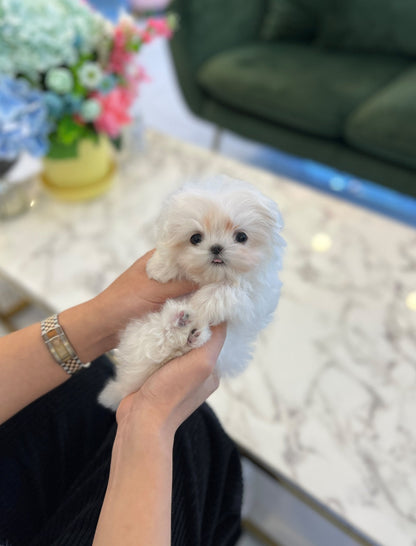 Maltese - Dallae - Beautiful puppy teacup puppy with adorable features available for adoption from Velydog