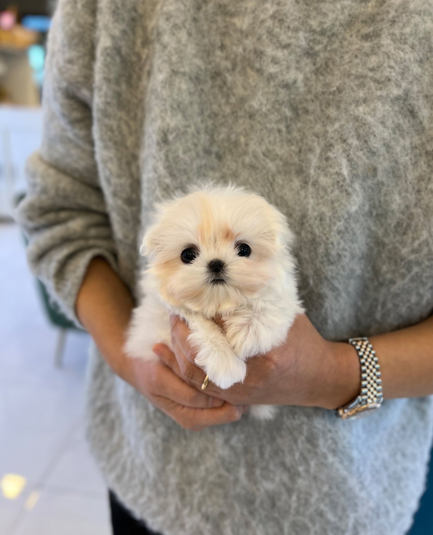 Maltese - Dallae - Beautiful puppy teacup puppy with adorable features available for adoption from Velydog