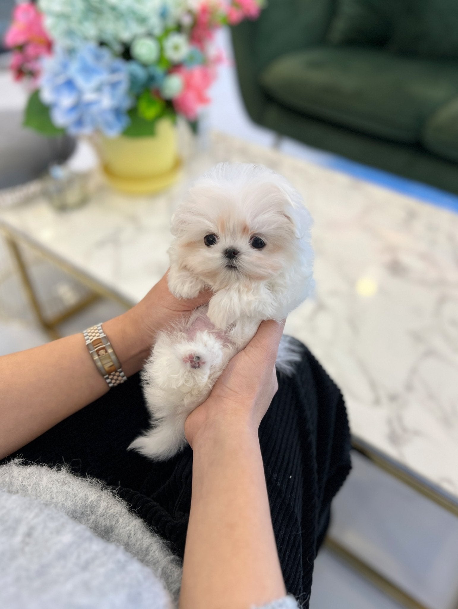 Maltese - Dallae - Beautiful puppy teacup puppy with adorable features available for adoption from Velydog