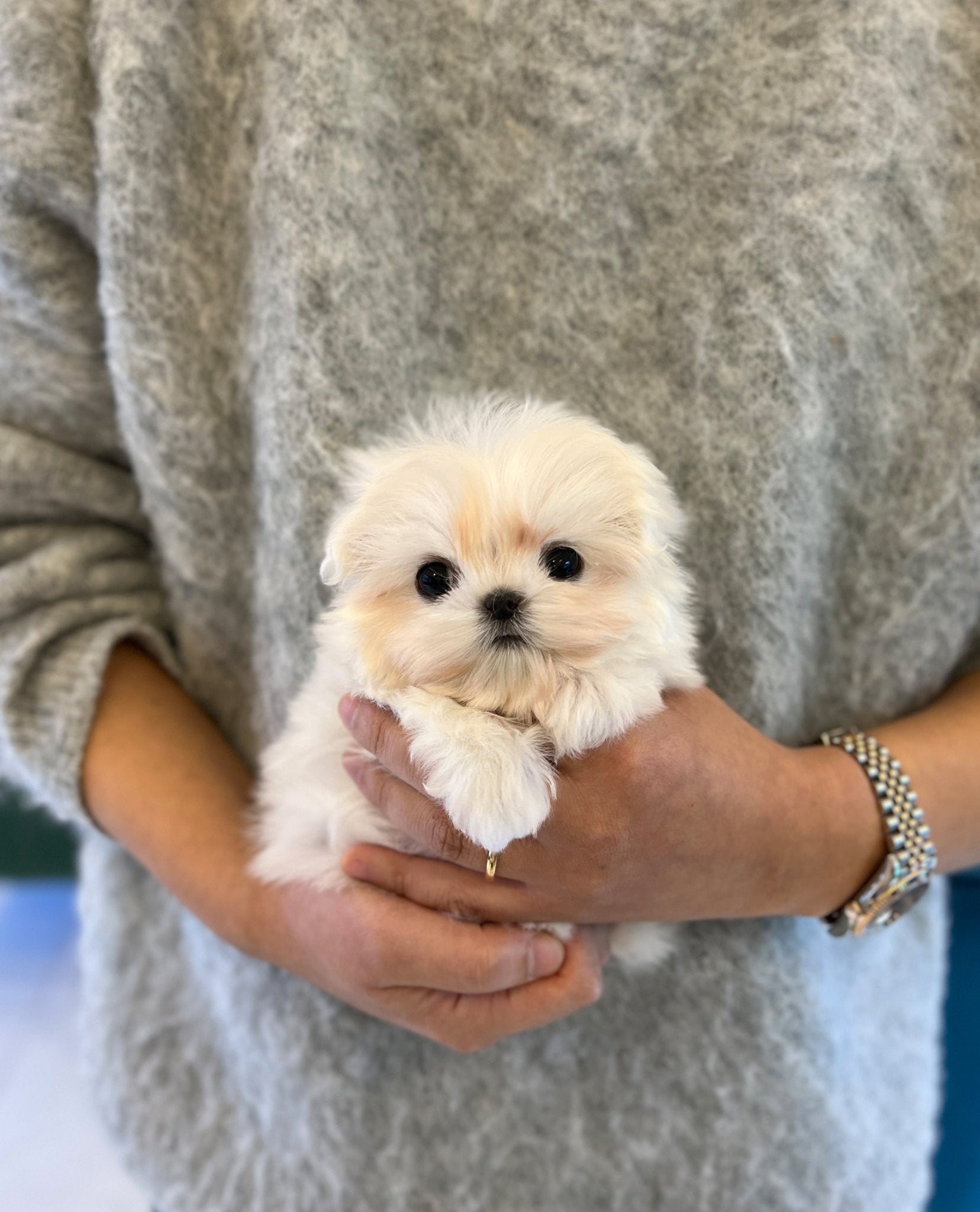 Maltese - Dallae - Beautiful puppy teacup puppy with adorable features available for adoption from Velydog