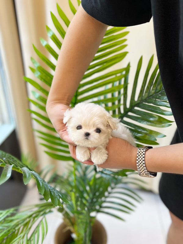 Maltese - Davichi(Female) - Beautiful puppy teacup puppy with adorable features available for adoption from Velydog