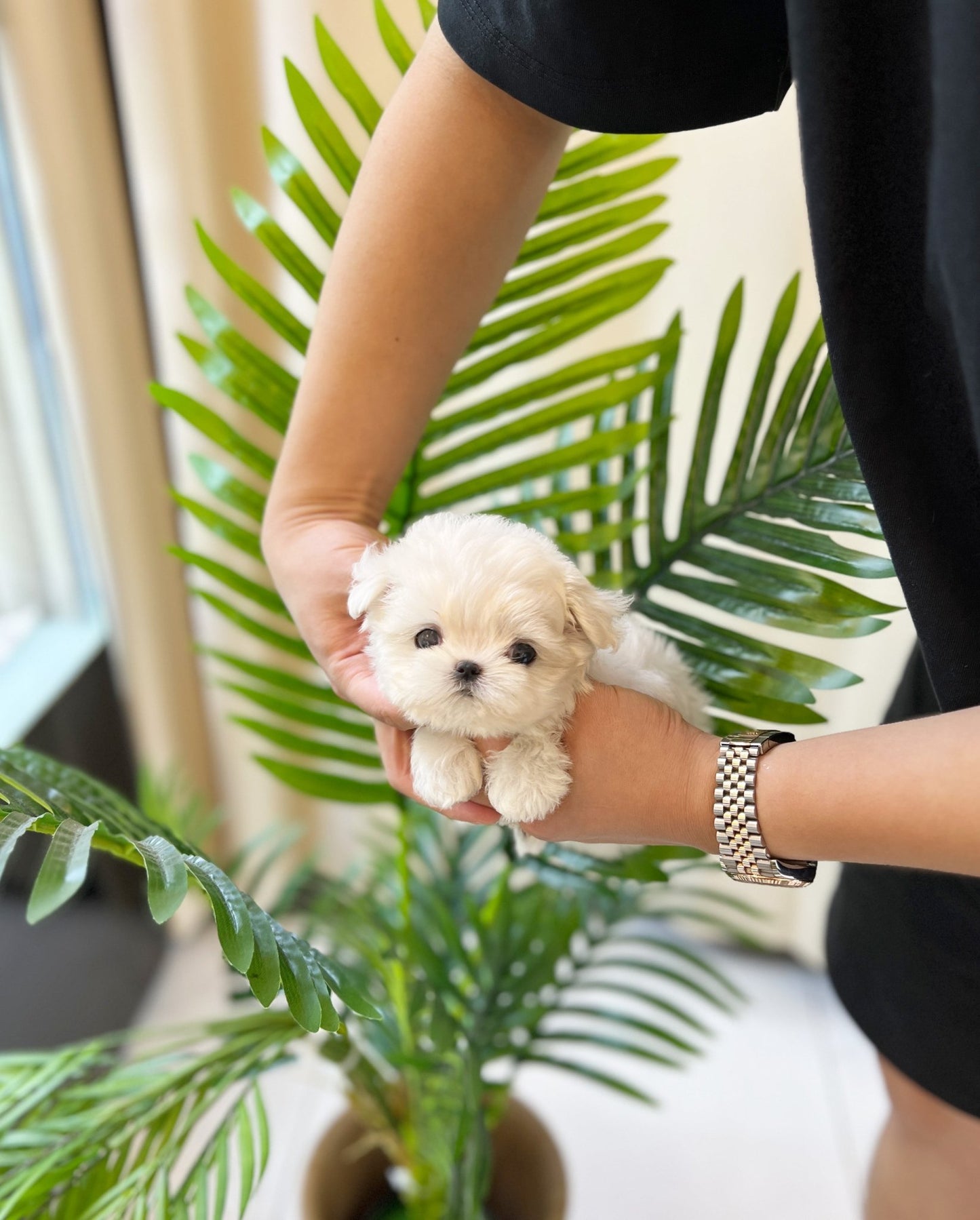 Maltese - Davichi(Female) - Beautiful puppy teacup puppy with adorable features available for adoption from Velydog