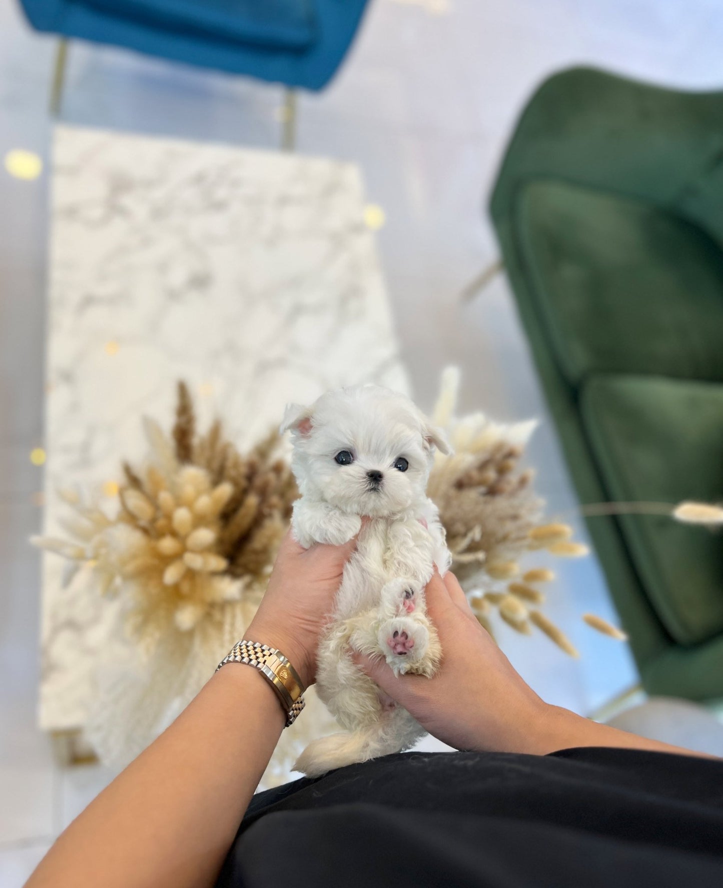 Maltese - Davichi(Female) - Beautiful puppy teacup puppy with adorable features available for adoption from Velydog