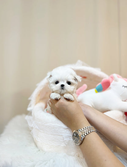 Maltese - Davichi(Female) - Beautiful puppy teacup puppy with adorable features available for adoption from Velydog