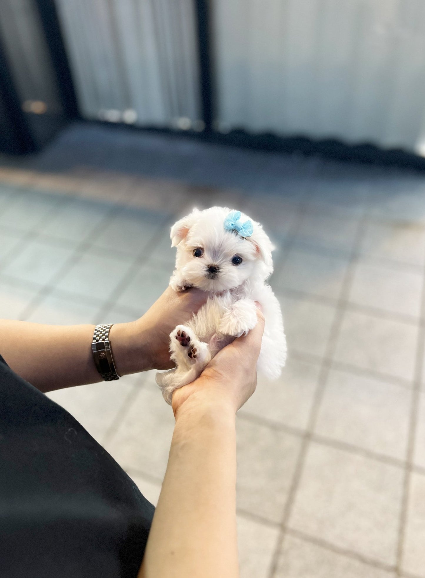 Maltese - David(Male) - Beautiful puppy teacup puppy with adorable features available for adoption from Velydog