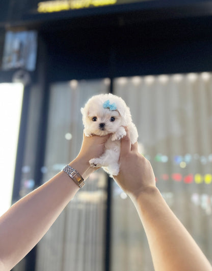 Maltese - David(Male) - Beautiful puppy teacup puppy with adorable features available for adoption from Velydog