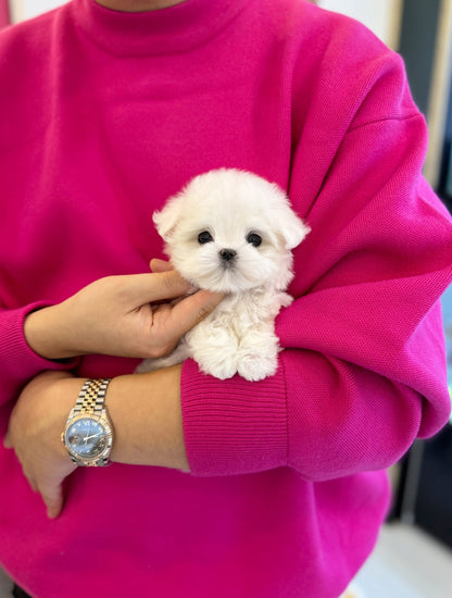 Maltese - Dia(Female) - Beautiful puppy teacup puppy with adorable features available for adoption from Velydog