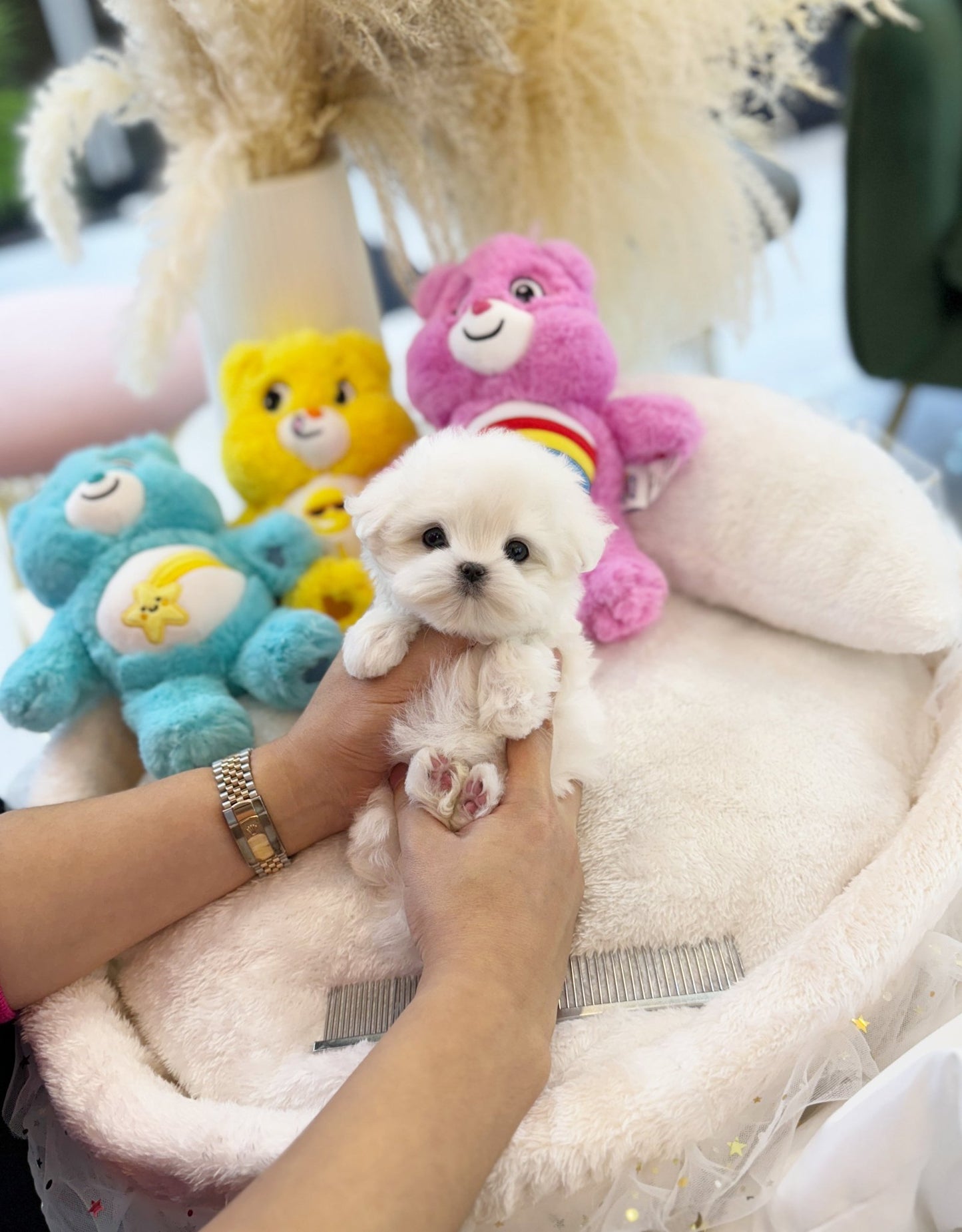 Maltese - Dia(Female) - Beautiful puppy teacup puppy with adorable features available for adoption from Velydog