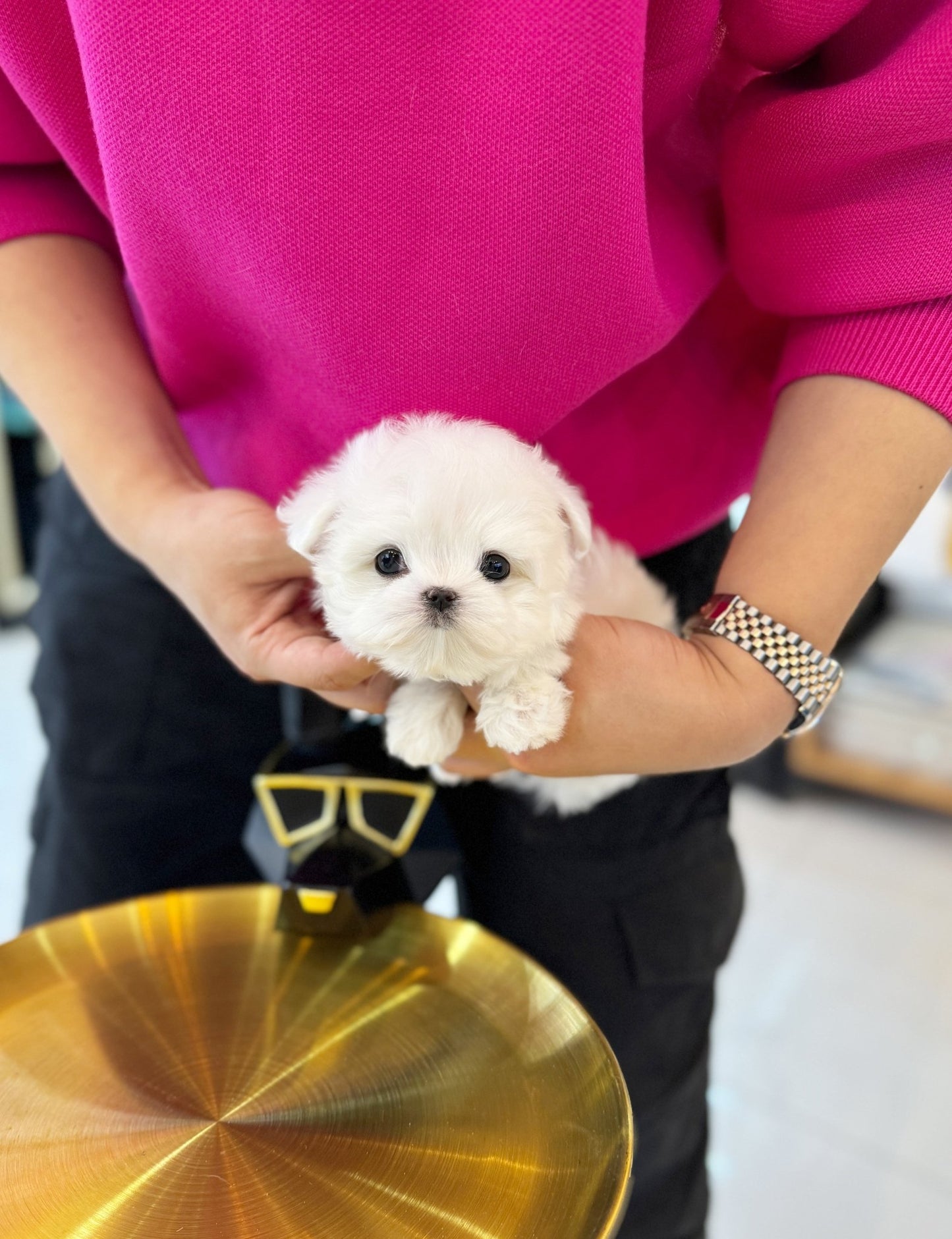 Maltese - Dia(Female) - Beautiful puppy teacup puppy with adorable features available for adoption from Velydog