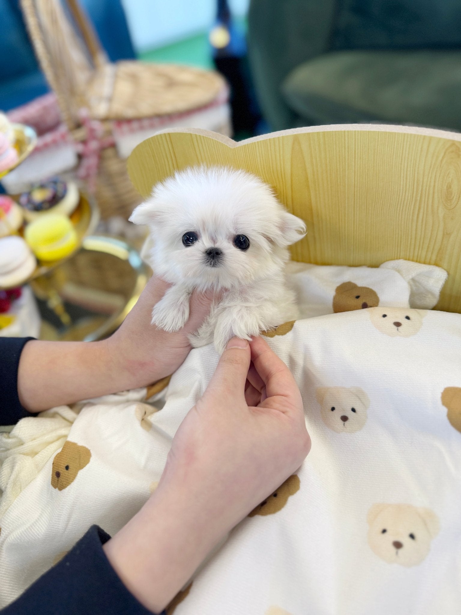 Maltese - Dior(Female) - Beautiful puppy teacup puppy with adorable features available for adoption from Velydog