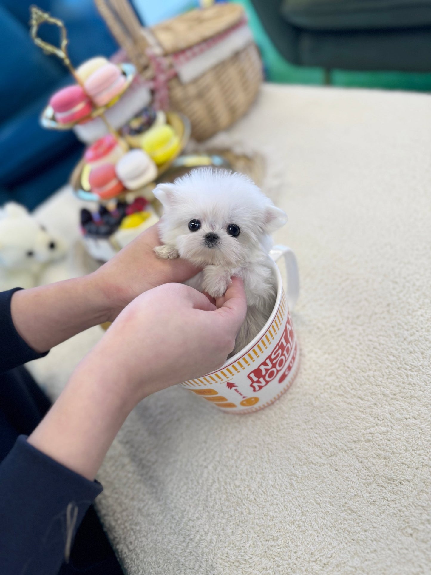 Maltese - Dior(Female) - Beautiful puppy teacup puppy with adorable features available for adoption from Velydog