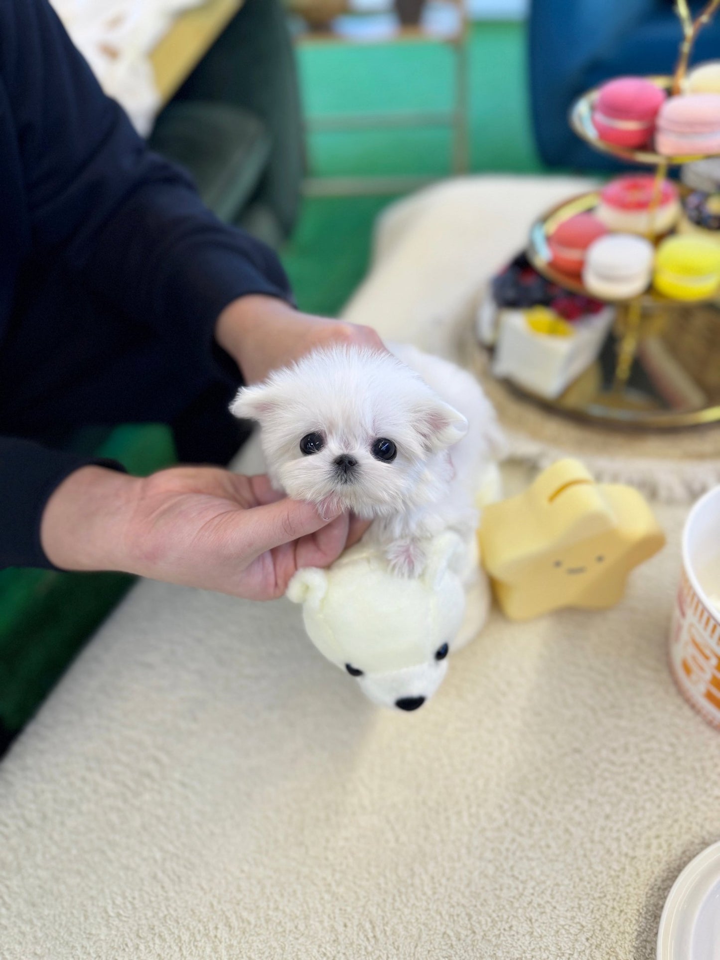 Maltese - Dior(Female) - Beautiful puppy teacup puppy with adorable features available for adoption from Velydog